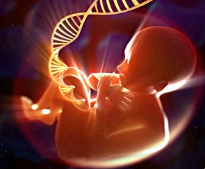 Imagen sobre TEST DE ADN FETAL EN SANGRE MATERNA (NIPT)